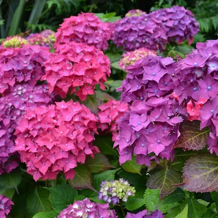 Guaire House 4* Killarney