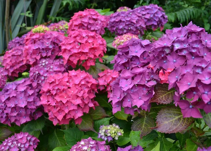 Guaire House 4* Killarney